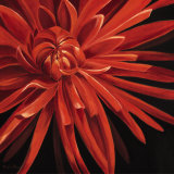 Buy Gorgeous Dahlia at AllPosters.com