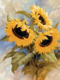 Buy Sunflowers at AllPosters.com