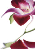 Purple Orchid II