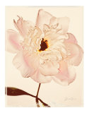 Buy White Peony at AllPosters.com