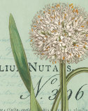 Botanique Bleu II