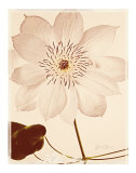 Buy White Clematis at AllPosters.com