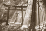 Buy Torii Shrine at AllPosters.com