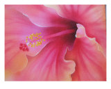 Hibiscus Hiatus