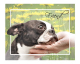 Buy Boston Terrier Friend at AllPosters.com