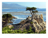 The Lone Cypress Tree