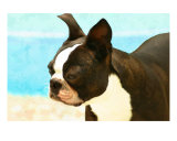 Buy Boston Terrier Seaside at AllPosters.com