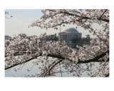 Buy Cherry Blossom Peak Bloom At Tida Basin at AllPosters.com