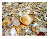 Buy Seashells By The Seashore at AllPosters.com