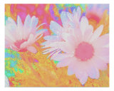 Buy Daisy Dreams at AllPosters.com