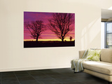 Oak Trees, Sunset, Sweden