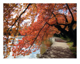Fall Foliage Around Tida Basin Washington Dc No-5