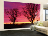 Oak Trees, Sunset, Sweden