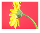 Buy Yellow Gerbera Daisy Solitary at AllPosters.com