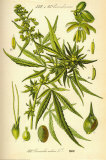 Buy Cannibis Sativa at AllPosters.com