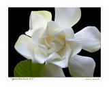 Gardenia 3