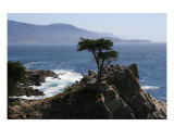 Lone Cypress Photographic Print
