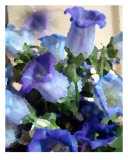 Buy Blue Campanula at AllPosters.com