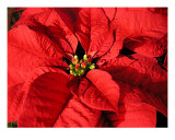 Red Poinsettia Close Up