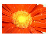 Buy Orange Wet Daisy at AllPosters.com