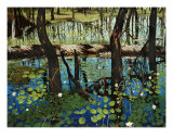 Buy Alakai Swamp at AllPosters.com