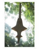 Sawfish Shark