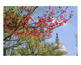 Buy Red Dogwood And Us Capitol at AllPosters.com