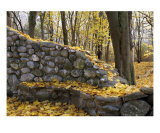 The Golden Colors Of Autumn