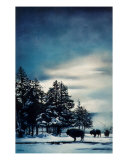 Blue Mist