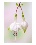 Buy Pendant Fuchsia at AllPosters.com