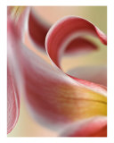 Buy Abstract Floral at AllPosters.com