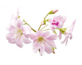 Buy Cherry Blossom at AllPosters.com