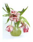 Buy Vase Of Parrott Tulips at AllPosters.com