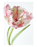 Buy Single Parrott Tulip at AllPosters.com