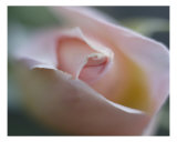 Rose 103