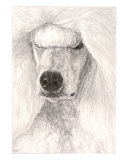 White Show Poodle