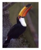617 Tucan