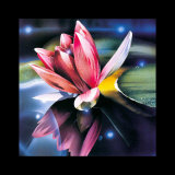 Waterlilies II