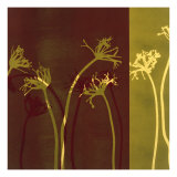Buy Stems XI at AllPosters.com