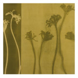 Buy Stems X at AllPosters.com