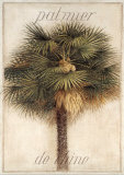 Buy Palmier de Chine at AllPosters.com
