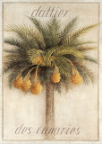 Buy Dattier des Canaries at AllPosters.com