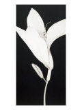 Buy Cycle and Bud at AllPosters.com