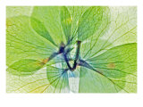 Fleur Serree III