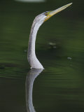 Anhinga Fishing in River, Kakadu National Park, Northern Territory, Australia