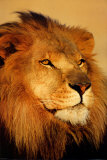 Lion Close Up