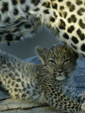 Leopard Cub, Panthera Pardus, Lying Underneath its Mother, Mombo, Okavango Delta, Botswana