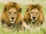 Lion, Duba, Okavango Delta, Botswana