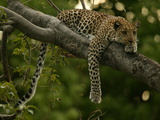 Young Leopard, Panthera Pardus, Rests on a Tree Limb, Mombo, Okavango Delta, Botswana