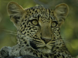 Portrait of an Alert Female Leopard, Panthera Pardus, at Rest, Mombo, Okavango Delta, Botswana